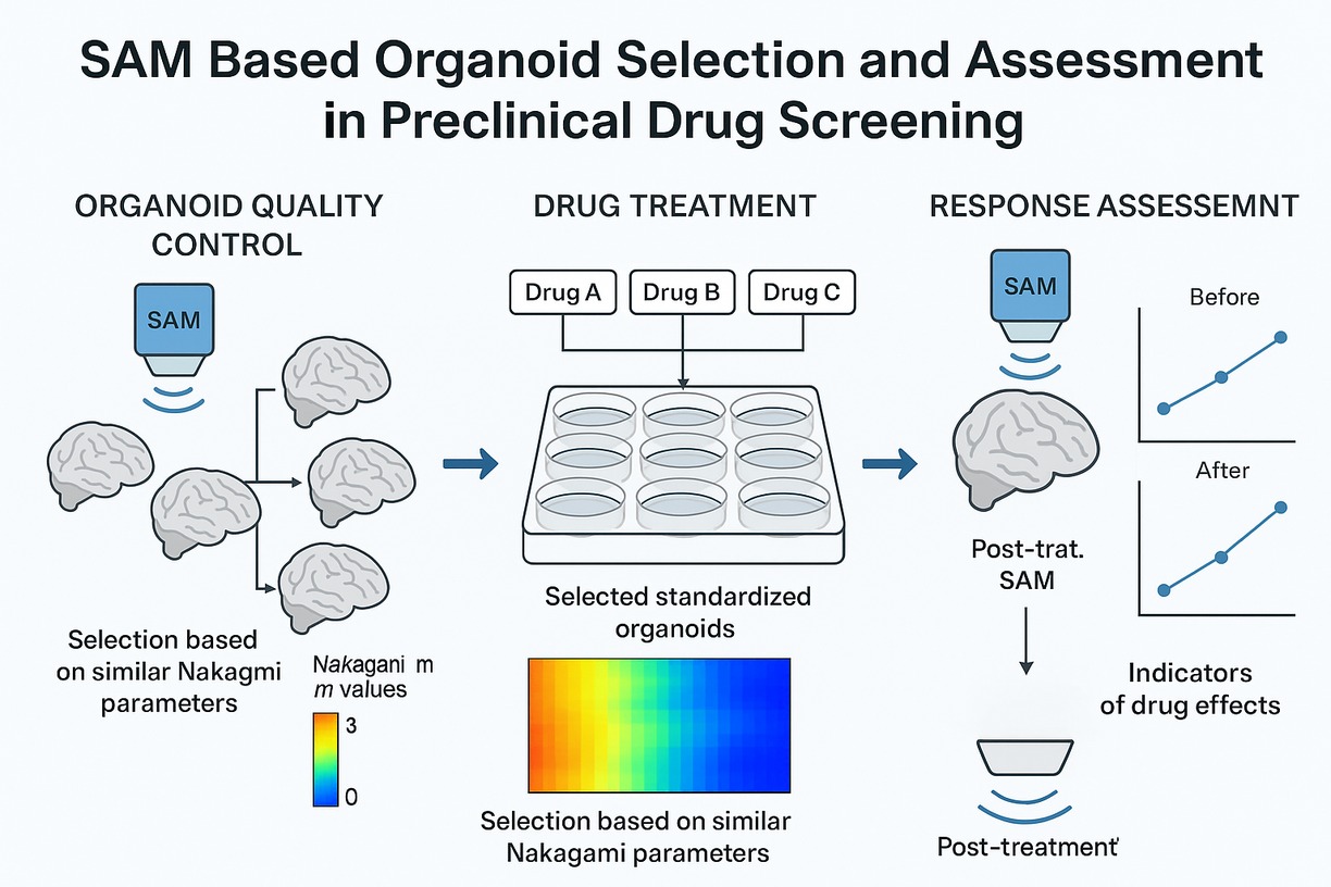 Non-Invasive Quantitative Acoustic Imaging of Intact Brain Organoids for Structural Assessment in Drug Discovery