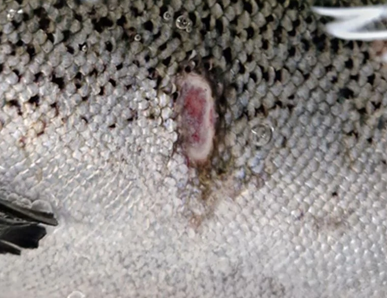 FishTomo – a Novel underwater screening approach for Winter Ulcer Disease detection
